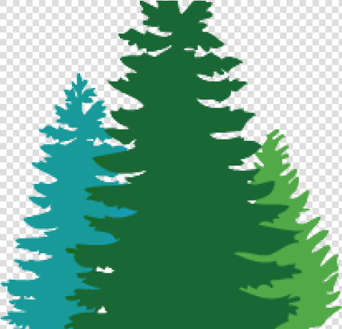 Douglas Fir Cliparts   Pine Tree Svg Free  HD Png DownloadTransparent PNG