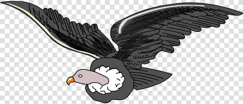 Andean  Animal  Bird  Condor  Vulture  HD Png DownloadTransparent PNG