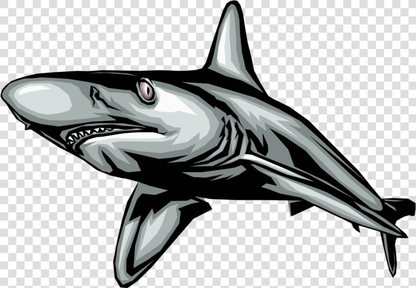 Vector Illustration Of Marine Predator Great White   Movement Of Some Animals  HD Png DownloadTransparent PNG