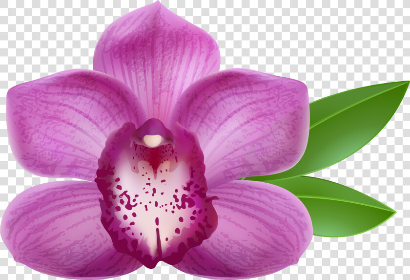 Purple Orchid Transparent Png Clip Art Image   Purple Orchid Flower Png  Png DownloadTransparent PNG