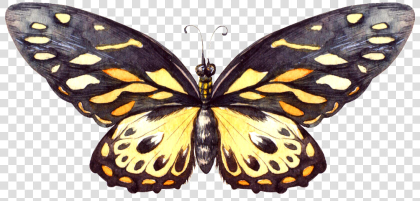 Larva   Speckled Wood  butterfly  HD Png DownloadTransparent PNG