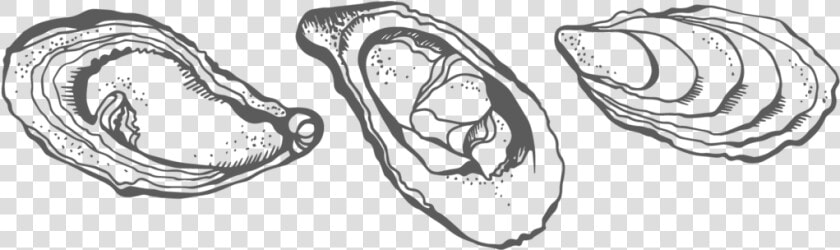 Collection Of Images High Quality Free   Oyster Drawing Png  Transparent PngTransparent PNG