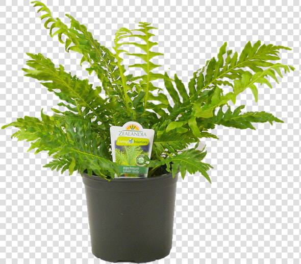 Flowerpot  HD Png DownloadTransparent PNG