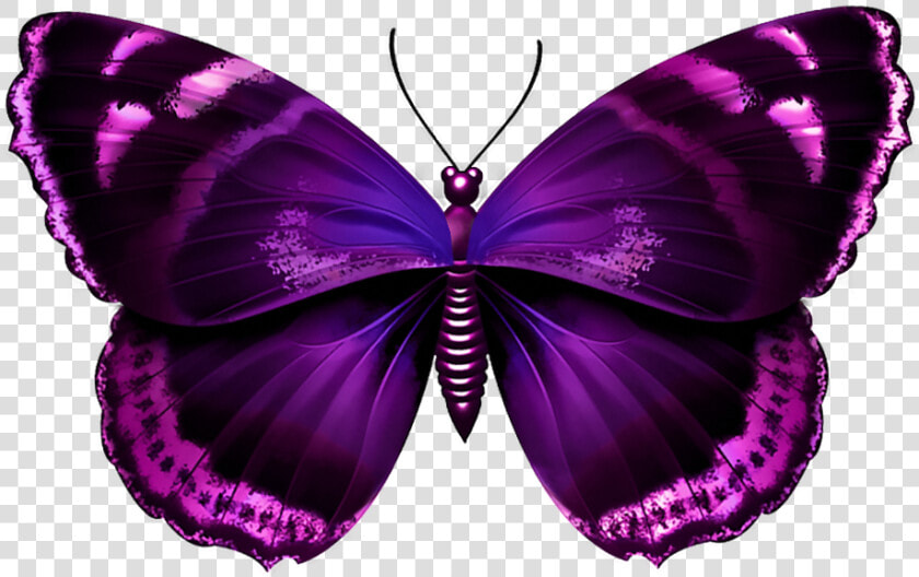 Purple Butterfly Png   Purple And Pink Butterfly  Transparent PngTransparent PNG
