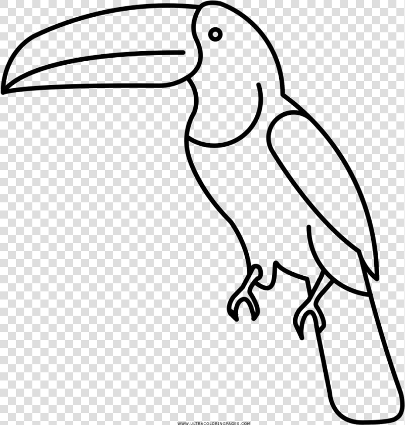 Transparent Toucan Clip Art   Pico De Animal Para Colorear  HD Png DownloadTransparent PNG