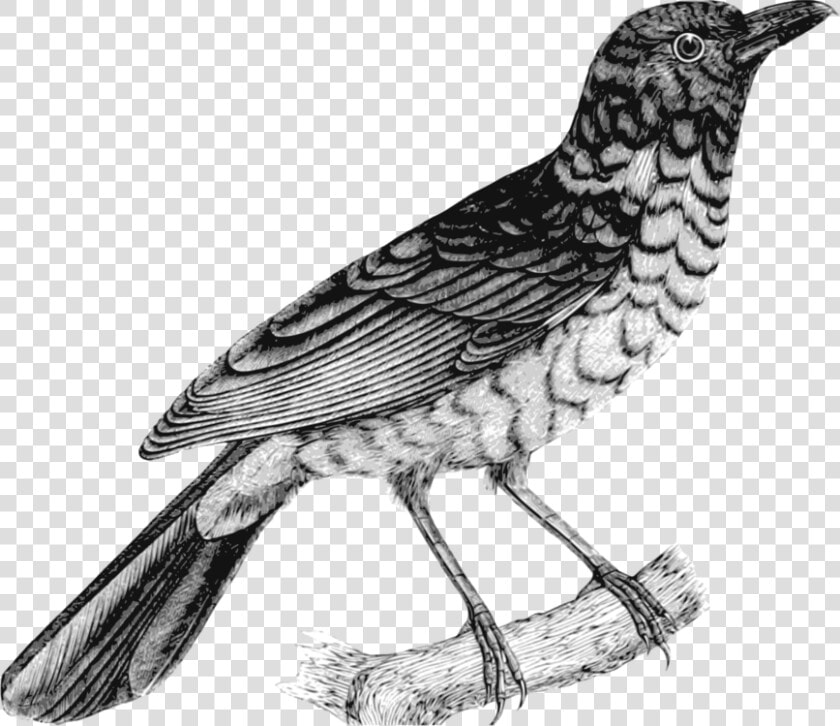 Collection Of Free Drawing Birds American Robin Download   Robin Clipart Black And White  HD Png DownloadTransparent PNG