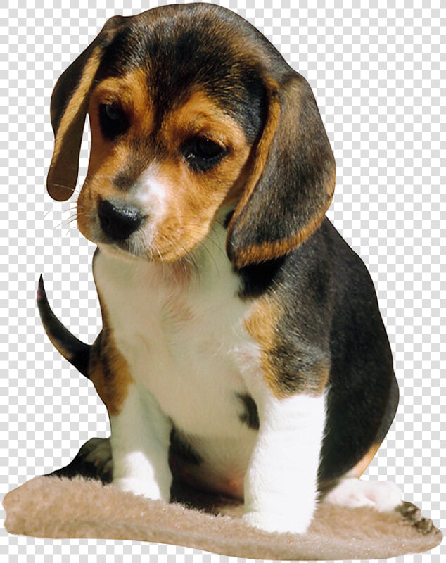 Beagle Black And Brown  HD Png DownloadTransparent PNG