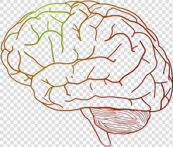 Brain Png Transparent Images   Transparent Background Brain Clipart  Png DownloadTransparent PNG