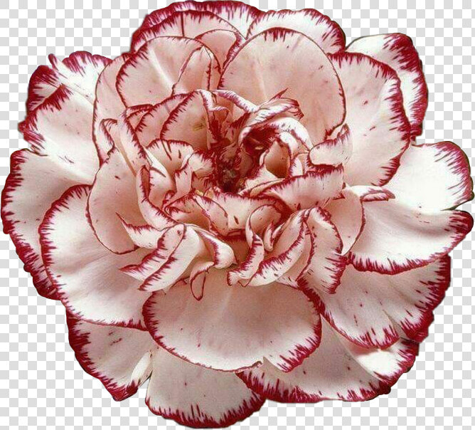 Carnation January Birth Flower  HD Png DownloadTransparent PNG