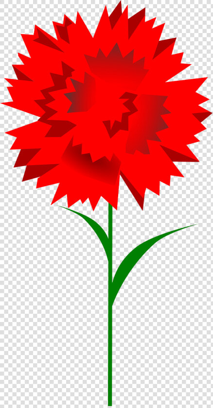 Clipart Carnation  HD Png DownloadTransparent PNG