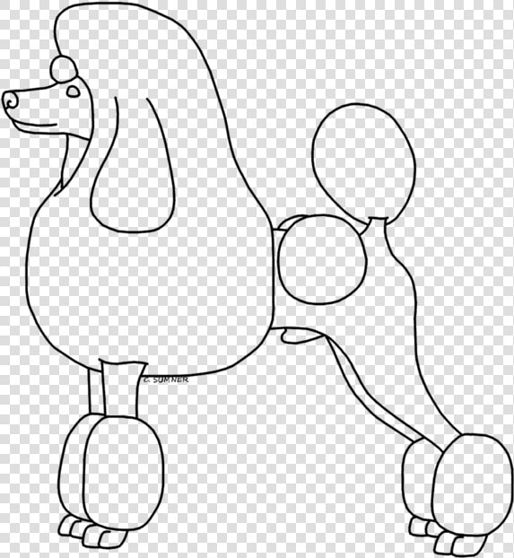 Poodle Drawing For Free Download   Standard Poodle  HD Png DownloadTransparent PNG