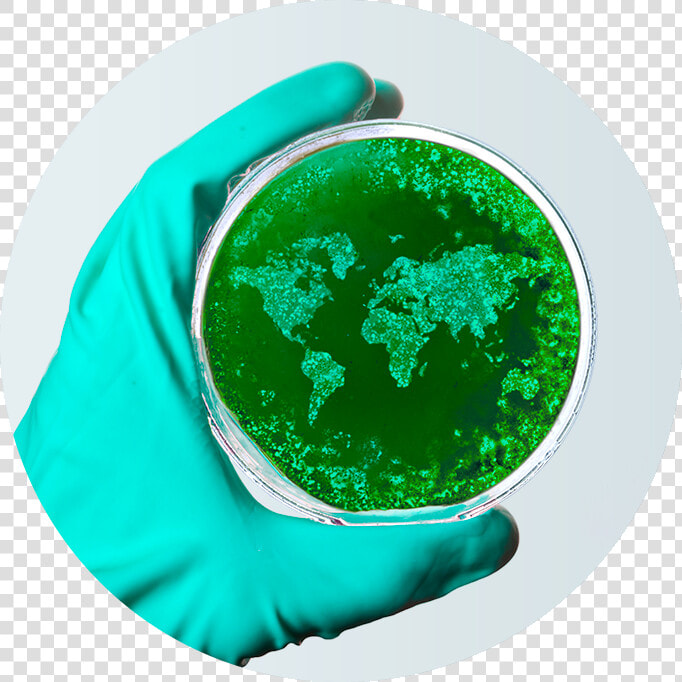 Petri World   Corono Virus Petri Dish  HD Png DownloadTransparent PNG