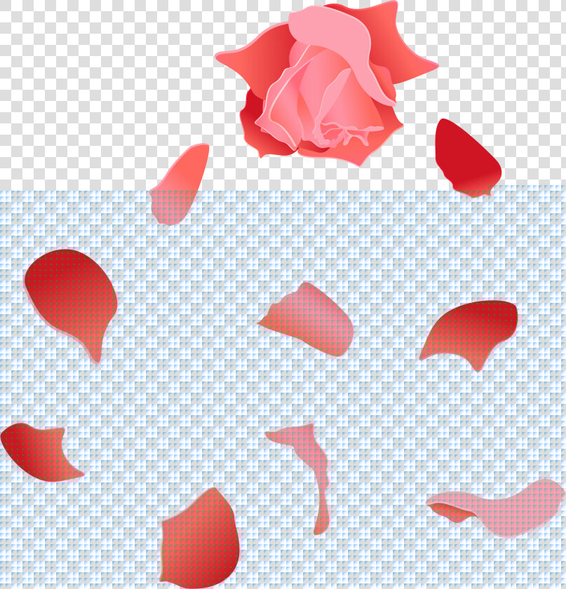Beach Rose Petal Euclidean Vector   Rose Petal Vector Png  Transparent PngTransparent PNG