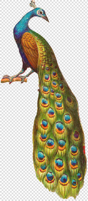 Krishna Flute With Peacock Feather Png Download   Peacock Sitting On Tree  Transparent PngTransparent PNG
