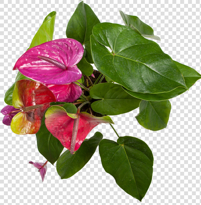 Anthurium Purple   Bougainvillea  HD Png DownloadTransparent PNG