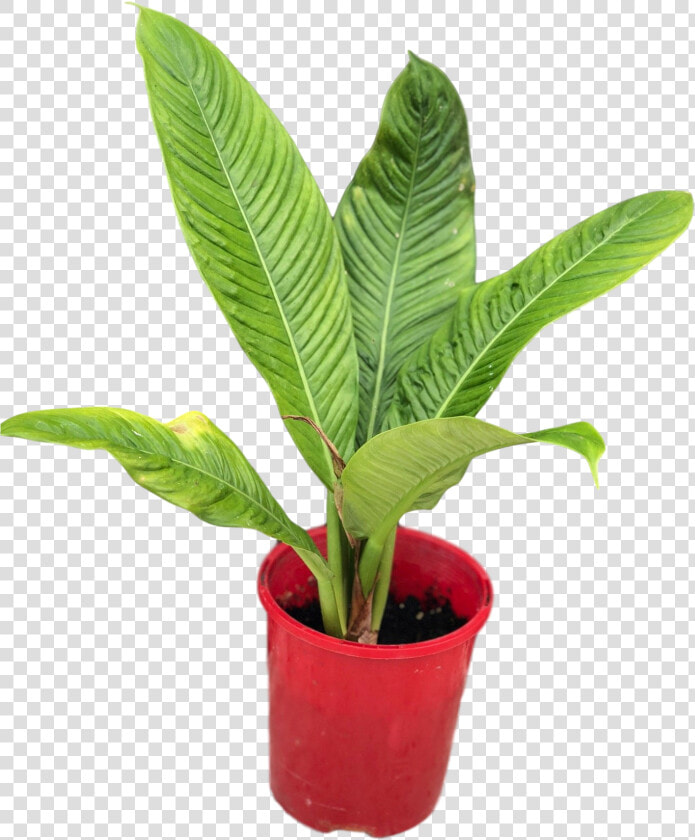 Transparent Philodendron Png   Philodendron Lynette  Png DownloadTransparent PNG