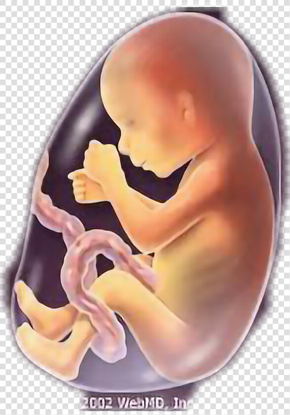  baby  fetus  fetus5 Months  freetoedit   Baby 5 Months Fetus  HD Png DownloadTransparent PNG
