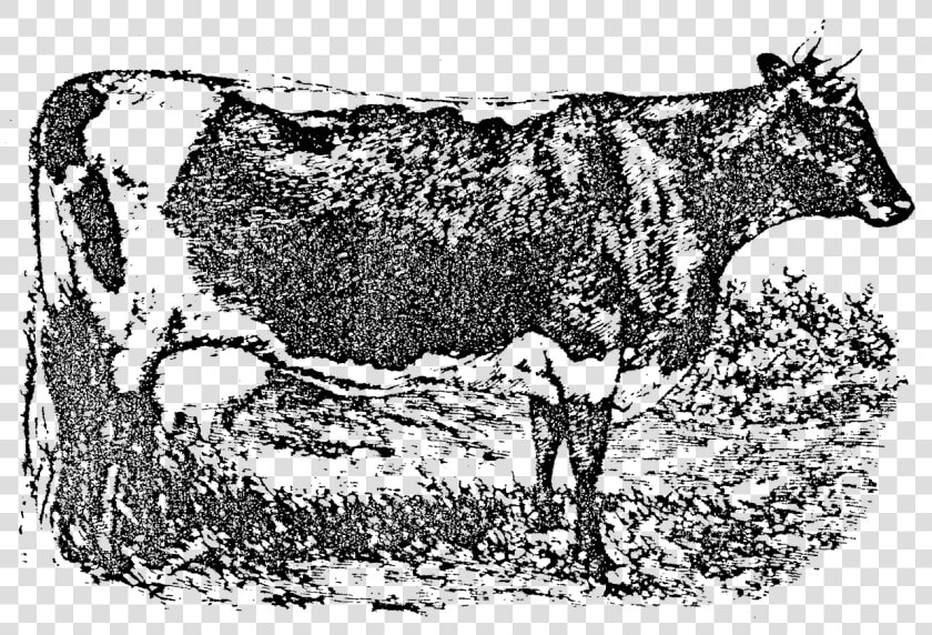 Lineback Cattle   Dairy Cow  HD Png DownloadTransparent PNG