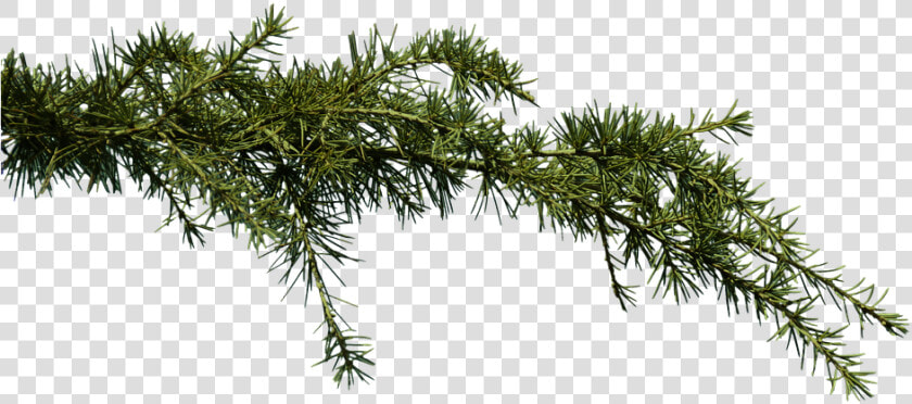 Fir  Branch  Conifer  Pine  Clipping  Png  Graphics   Transparent Background Pine Branch Png  Png DownloadTransparent PNG