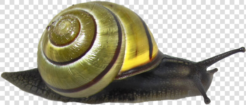 Download Snail Png Clipart   Leaf Litter Habitat Animals  Transparent PngTransparent PNG