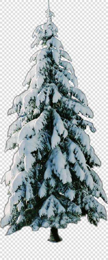  tree   snow   christmastree   Snow  HD Png DownloadTransparent PNG