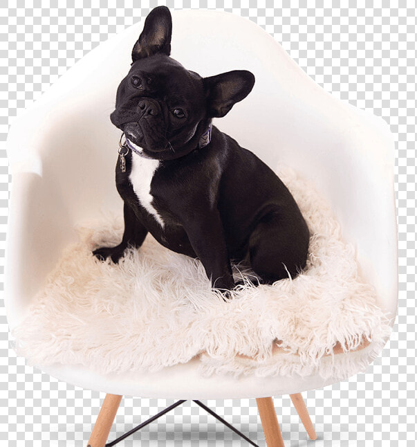French Bulldog Breeder   French Bulldog  HD Png DownloadTransparent PNG
