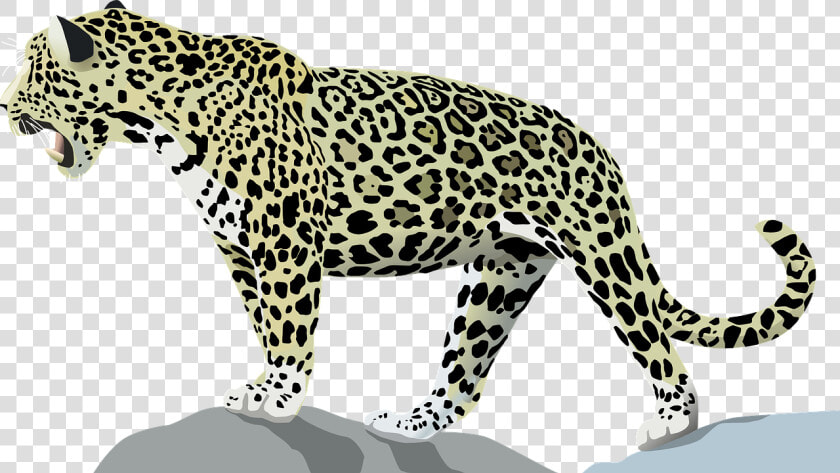 Jaguar  Animal  Cat  Wild  Jungle  Mammal  Feline   Transparent Jaguar Clip Art  HD Png DownloadTransparent PNG