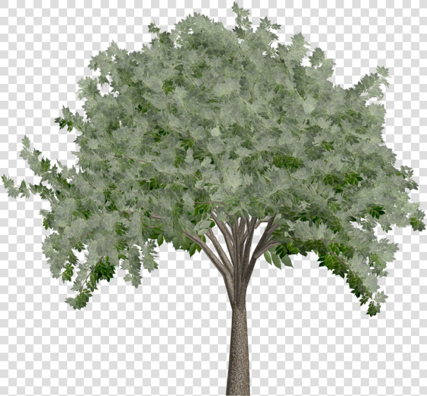 Elm Tree   Oak   Plane tree Family  HD Png DownloadTransparent PNG