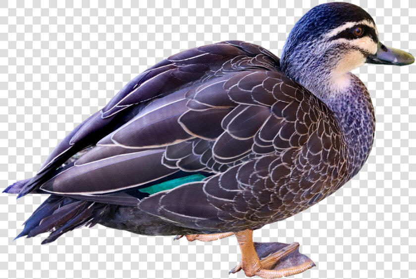 Duck  Bird  Poultry  Plumage  Cut Out  Isolated   Mallard  HD Png DownloadTransparent PNG