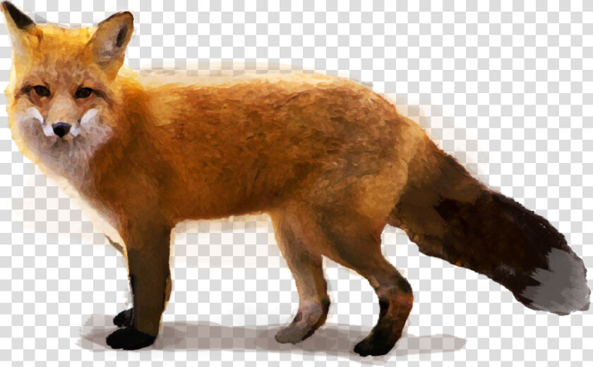 Red Fox   Swift Fox  HD Png DownloadTransparent PNG