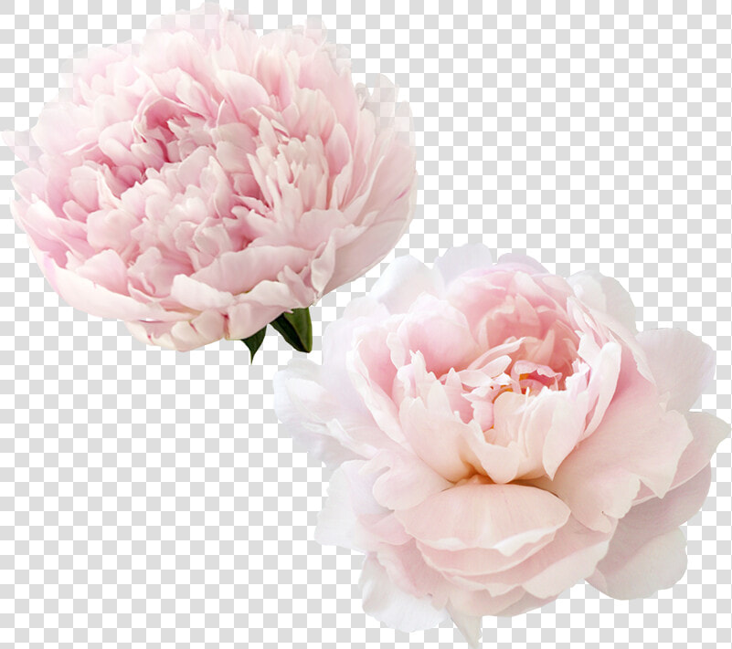 Transparent Peonies Clipart   Transparent Pink Peonies Flower Background  HD Png DownloadTransparent PNG