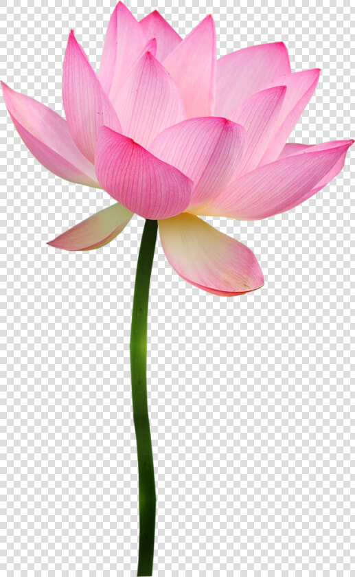 Фотки Pink Lotus  Flower Clipart  Lotus Blossoms  Lotus   Pink Lotus Flower Clipart  HD Png DownloadTransparent PNG