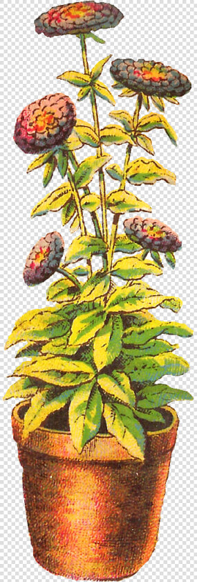 Flower Chrysanthemum Download Clip Art   Flower Pot Drawing  HD Png DownloadTransparent PNG