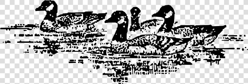 Aleutian Geese Swimming  HD Png DownloadTransparent PNG