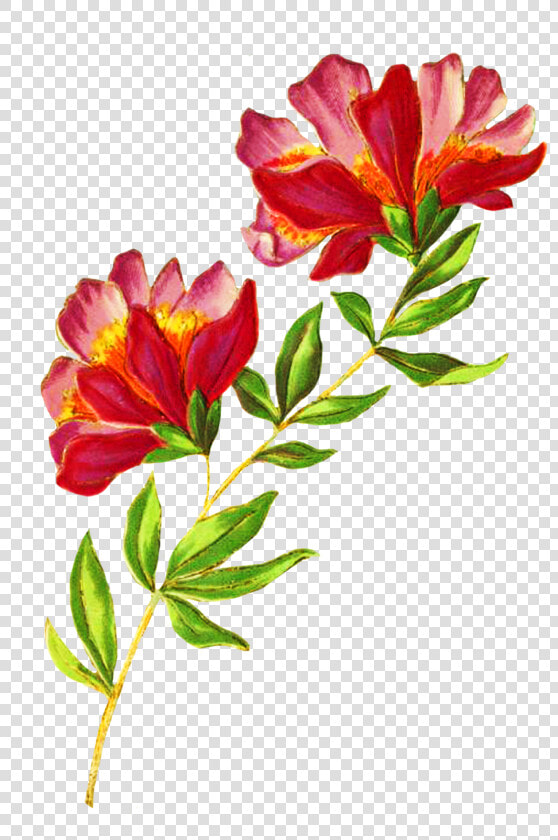 Digital Scrapbooking Flowers  Beautiful Delicate Flower   Beautiful Flowers Picture Png  Transparent PngTransparent PNG