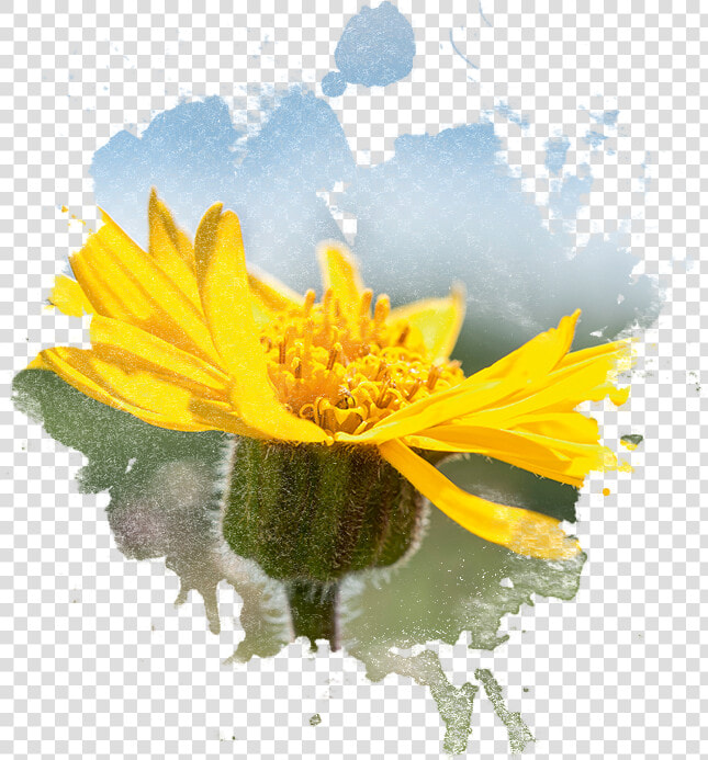 Arnica Flower In Watercolor   Imagenes De Arnica Png  Transparent PngTransparent PNG