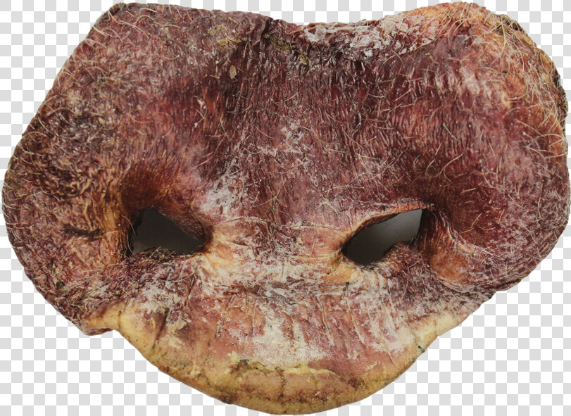 Freeze Dried Pig Snout   Freeze Dried Pig Snouts  HD Png DownloadTransparent PNG
