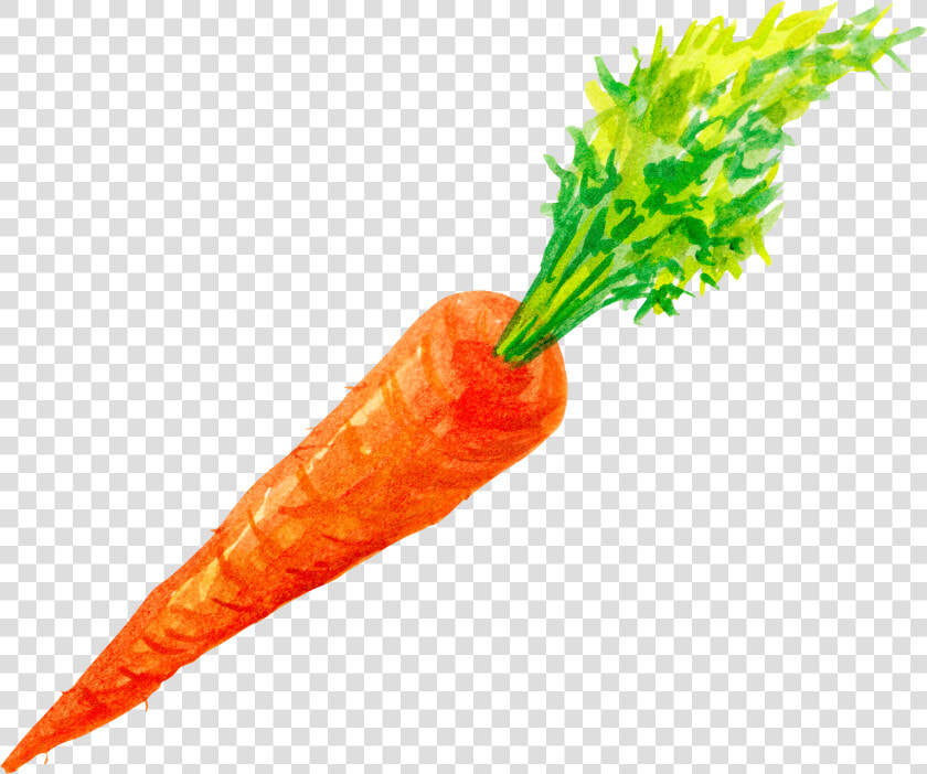 Carrots Png Watercolor Vector Transparent Stock Transparent   Carrot Png Watercolor  Png DownloadTransparent PNG