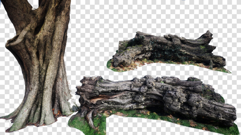  arbol  tronco   Oak  HD Png DownloadTransparent PNG