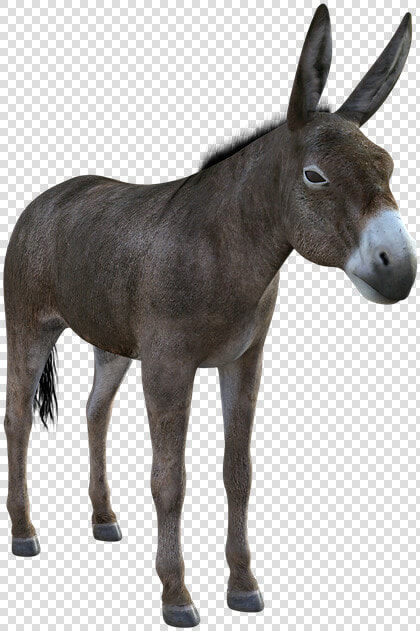 Donkey  Mule  Animal  Nature  Livestock  Mammal  Ass   Burro Png  Transparent PngTransparent PNG