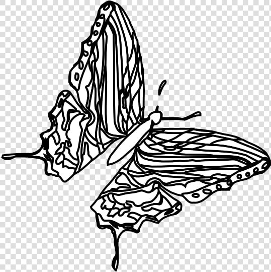 Butterfly Black White Line Art 555px  HD Png DownloadTransparent PNG