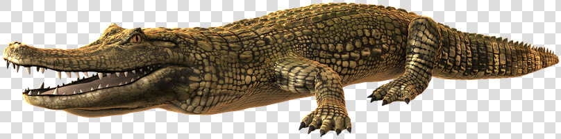 Caiman Png  Transparent PngTransparent PNG