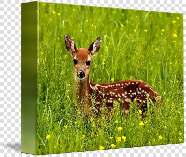 Clip Art Baby Deer Pic   Natural Homes Of Wild Animals  HD Png DownloadTransparent PNG
