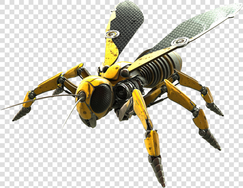 Wasp Png   Wasp  png  Transparent PngTransparent PNG