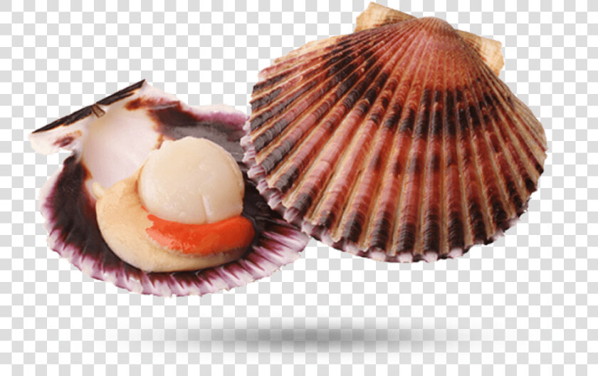 Scallop   Conchiglia A Ventaglio  HD Png DownloadTransparent PNG