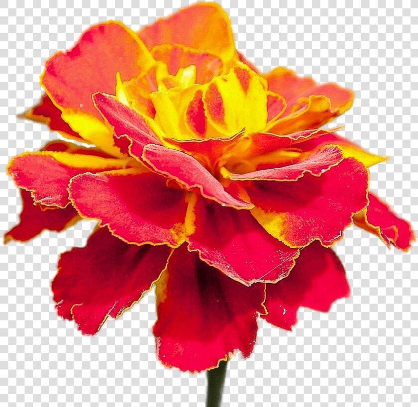 Flor Roja Con Amarillo  HD Png DownloadTransparent PNG