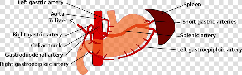 Gastric Blood Supply  HD Png DownloadTransparent PNG
