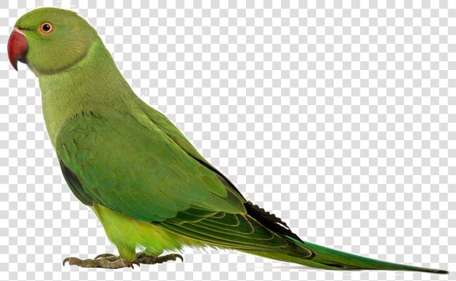 Green Parrot Png Transparent Image   Beautiful Dashboards In Tableau  Png DownloadTransparent PNG
