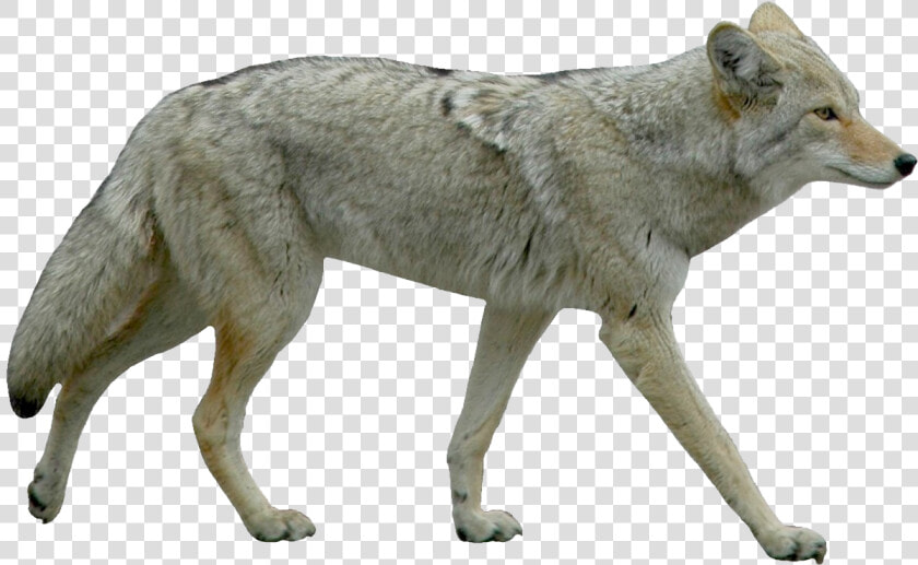Jackal Background Coyote Transparent  HD Png DownloadTransparent PNG