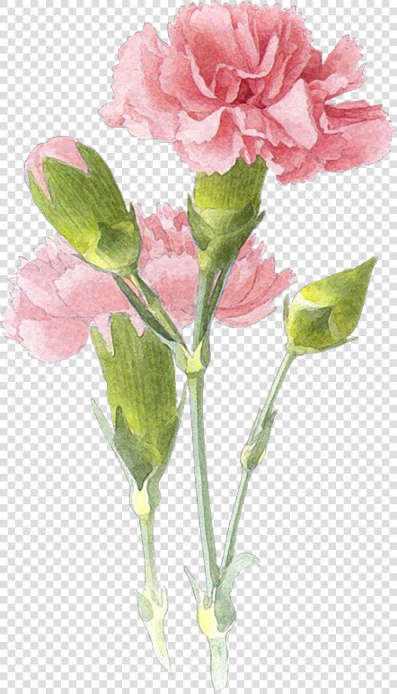 Picture   Carnation Flower Painting  HD Png DownloadTransparent PNG
